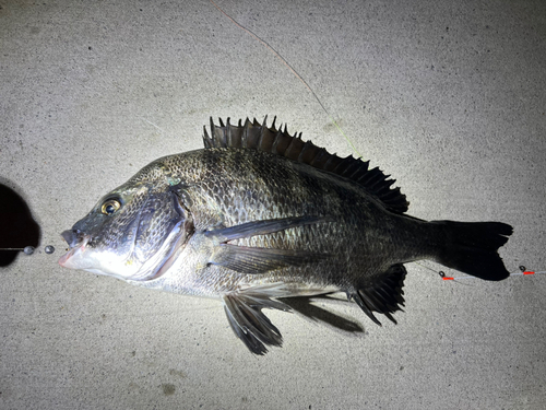 チヌの釣果