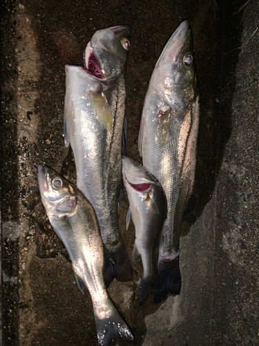 セイゴ（マルスズキ）の釣果