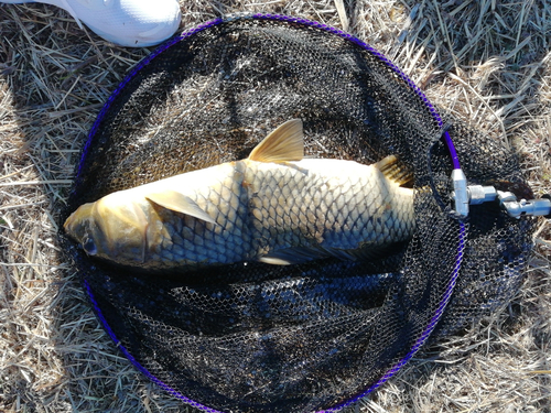 コイの釣果