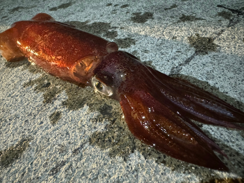 ヤリイカの釣果