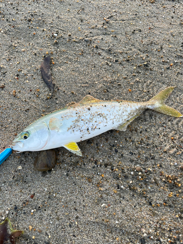 ワカシの釣果