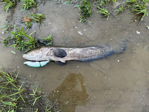 ライギョの釣果