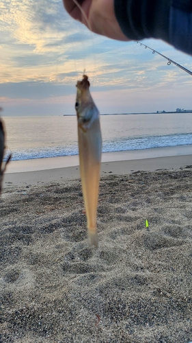 シロギスの釣果