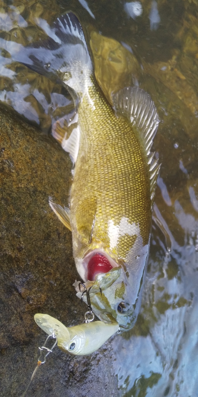 スモールマウスバス