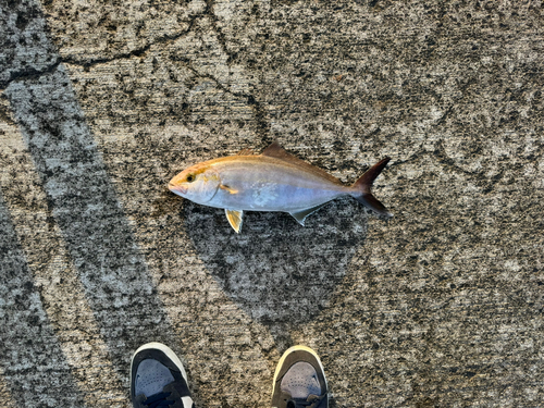 カンパチの釣果