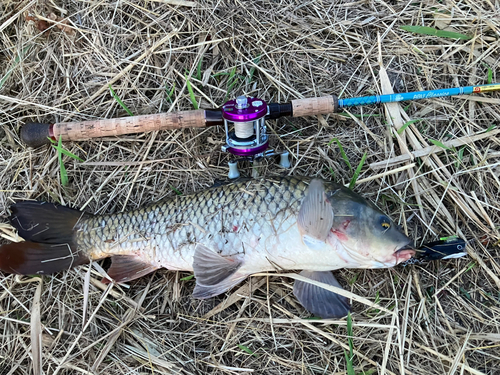 コイの釣果