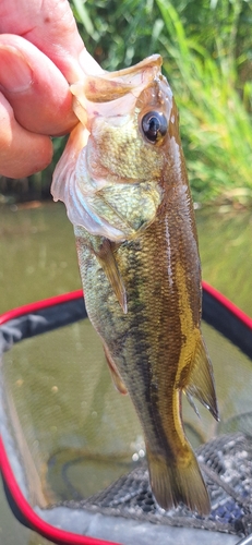 ラージマウスバスの釣果