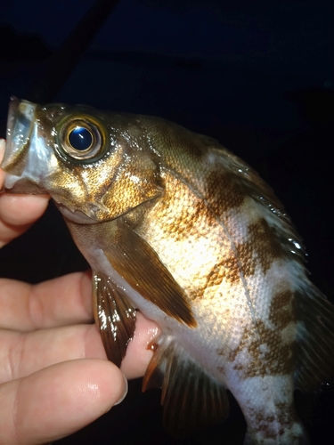 メバルの釣果