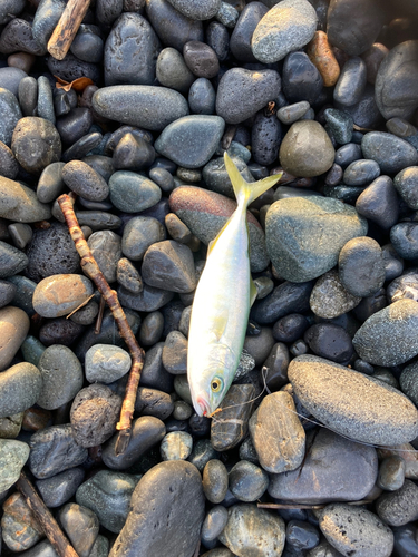 ワカシの釣果