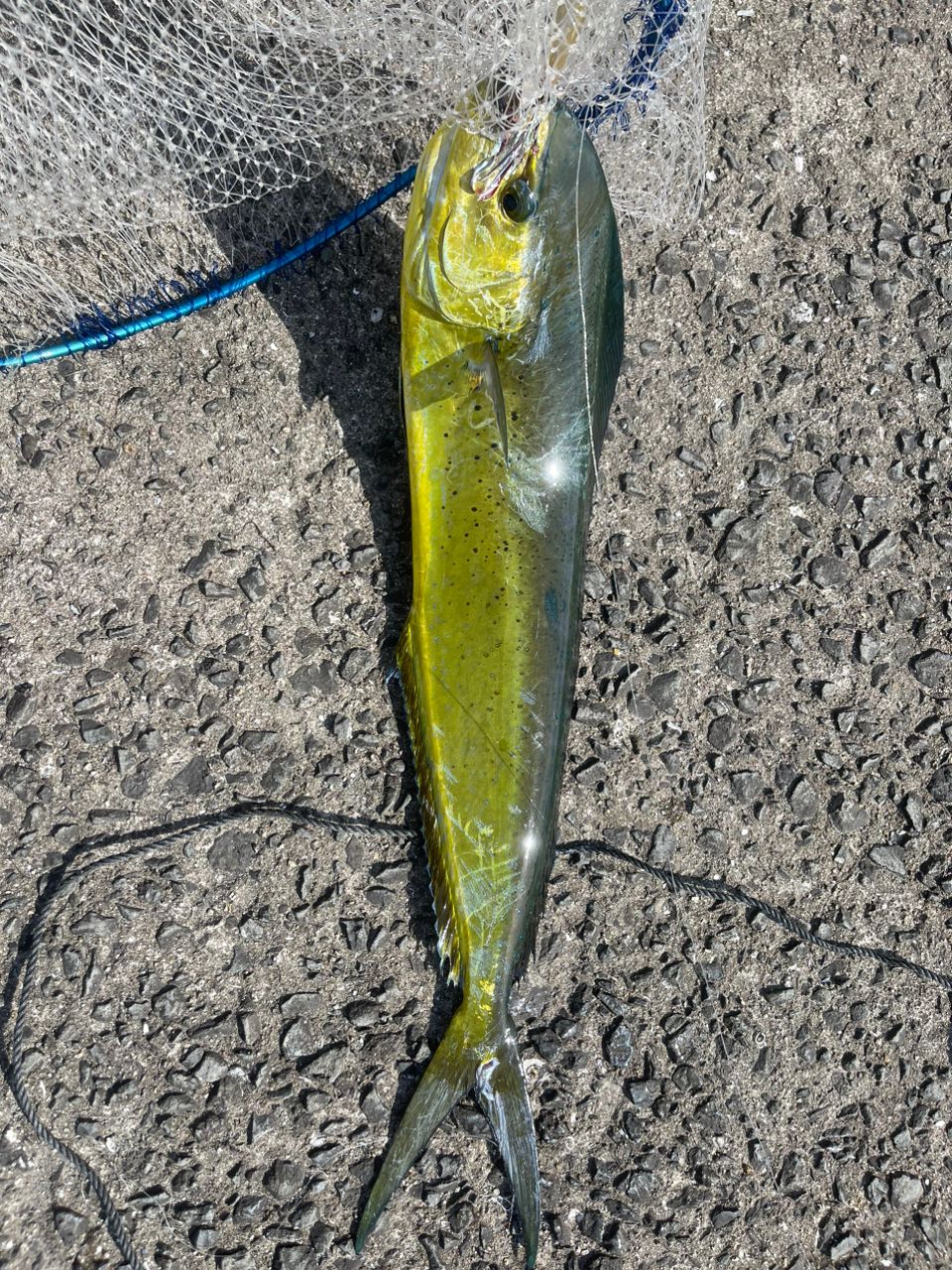 ミドさんの釣果 3枚目の画像