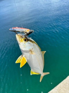 ネリゴの釣果