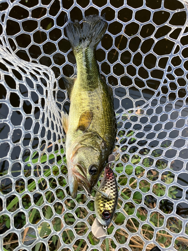 ラージマウスバスの釣果