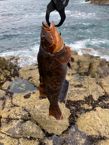 アイナメの釣果