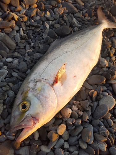 ショゴの釣果