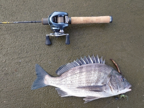 チヌの釣果