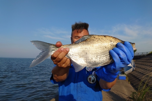 ダントウボウの釣果