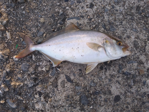 ショゴの釣果