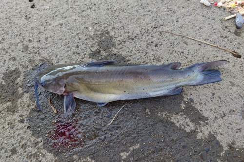 アメリカナマズの釣果