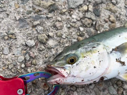 ツバスの釣果