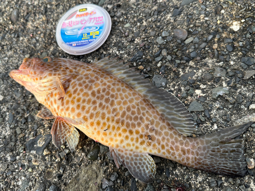 オオモンハタの釣果