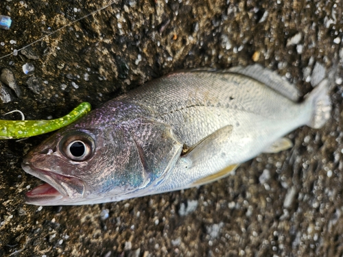 シログチの釣果