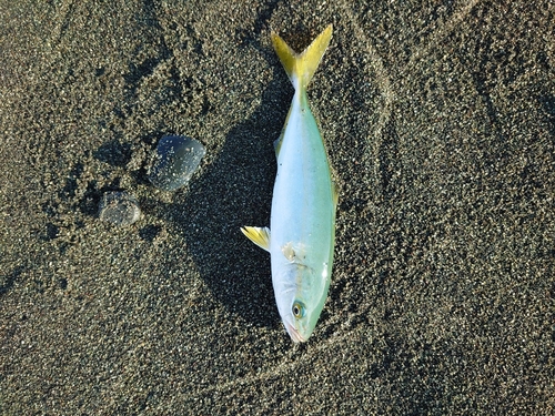 ワカシの釣果