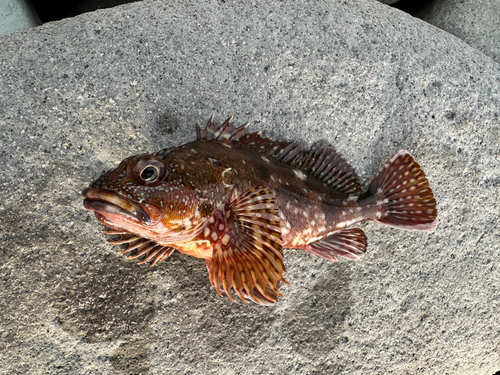 カサゴの釣果