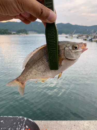 ウミタナゴの釣果