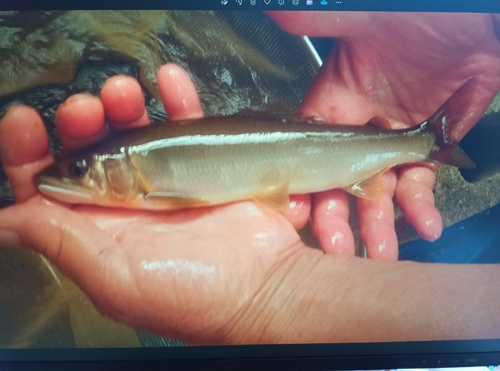 アユの釣果