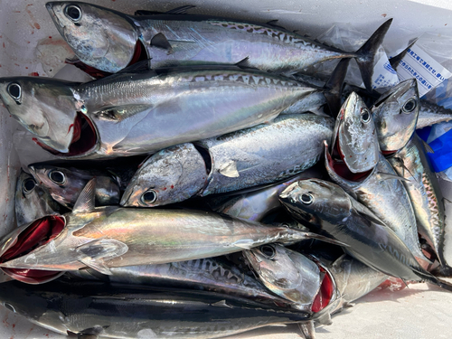 マルソウダの釣果