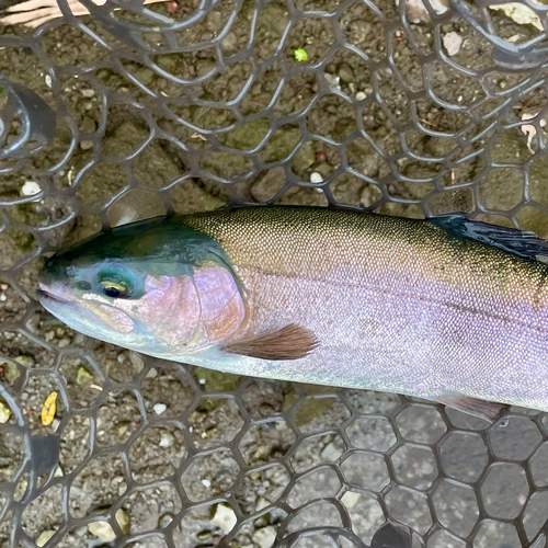 ニジマスの釣果