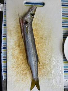 カマスの釣果