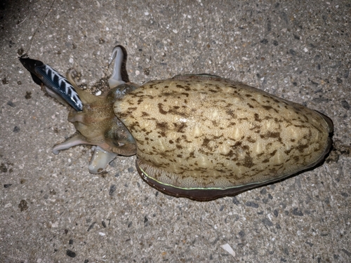 モンゴウイカの釣果