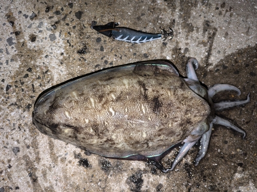 モンゴウイカの釣果