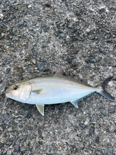 カンパチの釣果