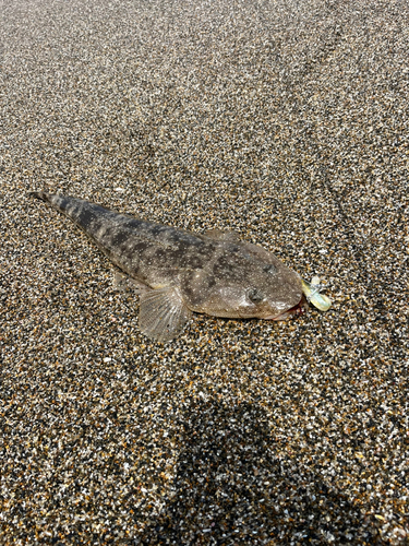 マゴチの釣果