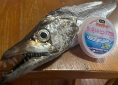 タチウオの釣果