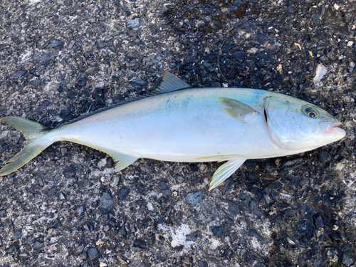 ブリの釣果