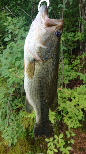 ラージマウスバスの釣果