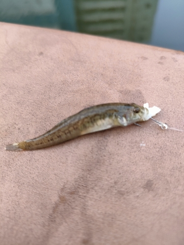 ビリンゴの釣果