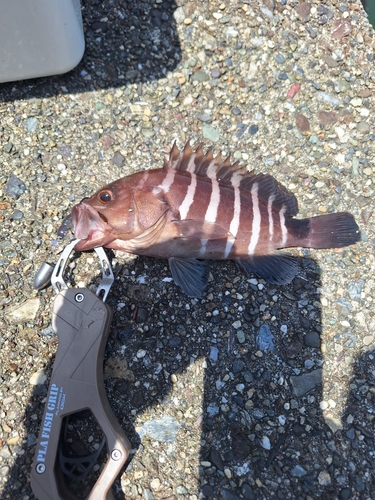 アコウの釣果