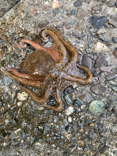 タコの釣果