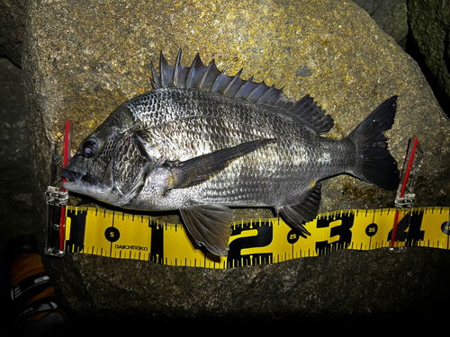 クロダイの釣果