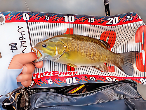 スモールマウスバスの釣果