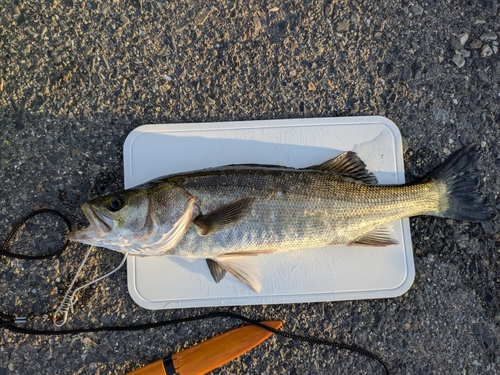 ハネ（マルスズキ）の釣果