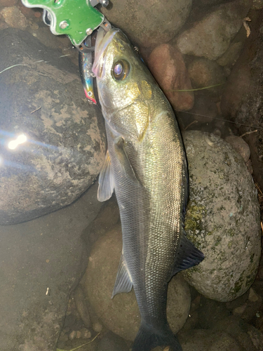 シーバスの釣果