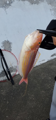 イトヨリダイの釣果