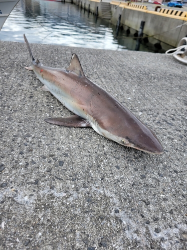 サメの釣果