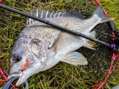 キビレの釣果