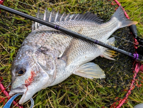 キビレの釣果